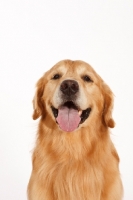 Picture of Golden Retriever in studio, front view