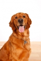 Picture of Golden Retriever in studio