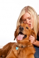 Picture of Golden Retriever in studio