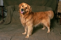 Picture of Golden Retriever in studio