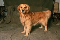 Picture of Golden Retriever in studio