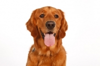 Picture of Golden Retriever in studio