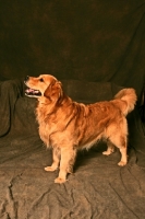 Picture of Golden Retriever in studio