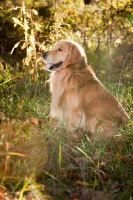 Picture of Golden Retriever in summer