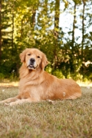 Picture of Golden Retriever in summer