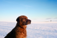 Picture of Golden Retriever in winter