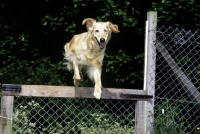 Picture of golden retriever jumping a gate