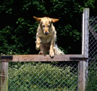 Picture of golden retriever jumping a gate