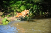 Picture of Golden Retriever jumping into water