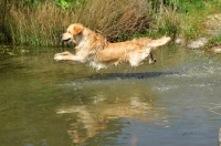Picture of Golden Retriever jumping over water