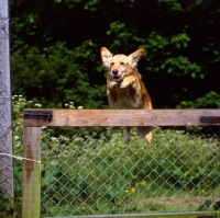 Picture of golden retriever jumping over a gate