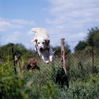 Picture of golden retriever jumping over a fence