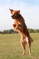 Picture of Golden Retriever jumping up