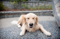 Picture of golden retriever laughing