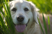 Picture of Golden Retriever laying in the tall grass