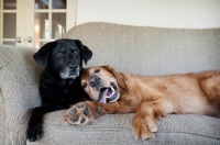 Picture of golden retriever leaning on black lab mix on couch