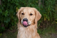 Picture of Golden Retriever licking his nose with greenery background.