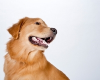 Picture of golden retriever looking aside