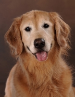 Picture of Golden Retriever looking at camera with tongue out