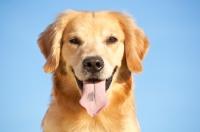 Picture of Golden Retriever looking at camera
