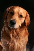 Picture of Golden Retriever, looking at camera, black background