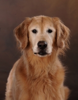 Picture of Golden Retriever looking at camera
