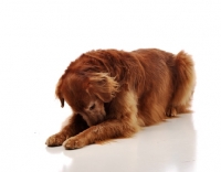 Picture of golden retriever looking down