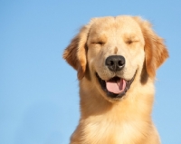 Picture of Golden Retriever looking happy