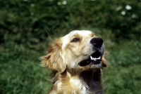 Picture of golden retriever looking hopeful