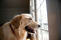 Picture of golden retriever looking out window