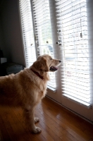 Picture of golden retriever looking out window