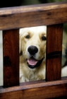 Picture of golden retriever looking through gate, waiting for owner to arrive home