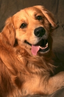 Picture of Golden Retriever looking towards camera