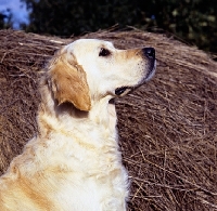 Picture of golden retriever looking up 