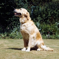 Picture of golden retriever looking up