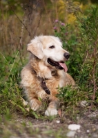 Picture of Golden Retriever lying down in greenery