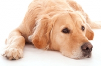 Picture of Golden Retriever lying down in studio