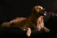 Picture of Golden Retriever lying down on sofa