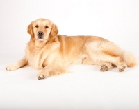 Picture of Golden retriever lying down