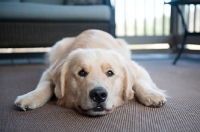 Picture of golden retriever lying down