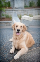 Picture of golden retriever lying down