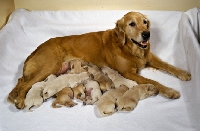Picture of golden retriever lying in a dog bed with nine puppies some suckling 