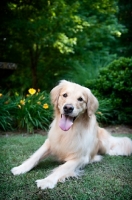 Picture of golden retriever lying in grass