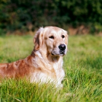 Picture of golden retriever lying in grass