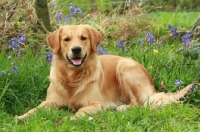 Picture of Golden Retriever lying near flowers