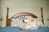 Picture of Golden retriever lying on bed.