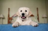 Picture of Golden retriever lying on bed.