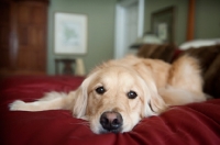 Picture of golden retriever lying on bed