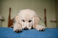 Picture of Golden retriever lying on bed.