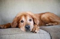 Picture of golden retriever lying on couch